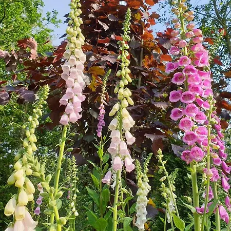 Διαμέρισμα Amber Seevetal