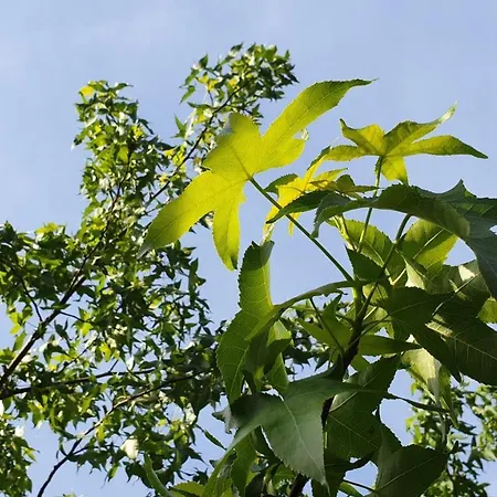 Amber Διαμέρισμα *