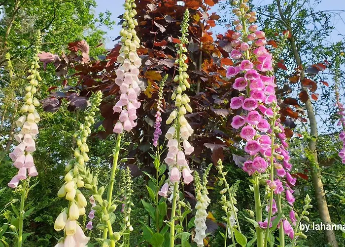 アパート Amber ゼーフェタール