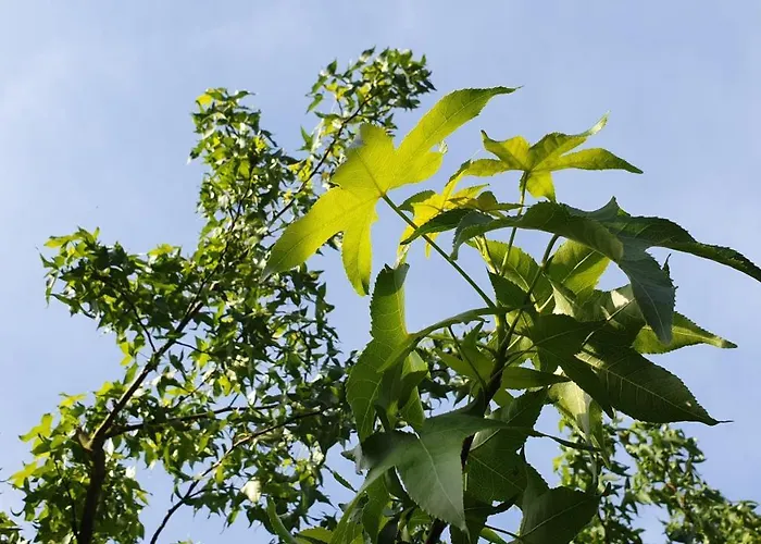 Amber アパート *